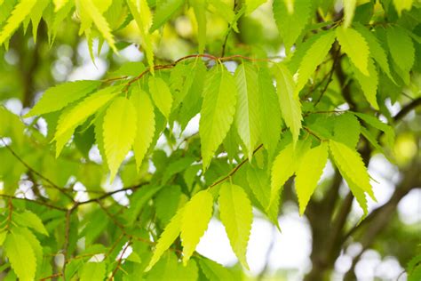 kiwi sunset zelkova|Zelkova serrata ‘Kiwi Sunset’